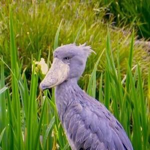 Meet your Posher, Alison